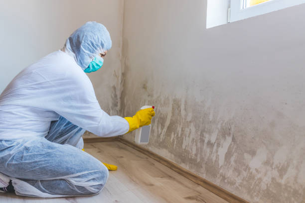 Mold Removal Process in Laurel Park, NC