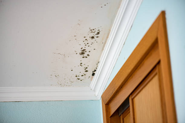  Laurel Park, NC Mold Removal Pros