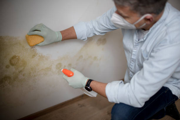 Best Mold Testing  in Laurel Park, NC