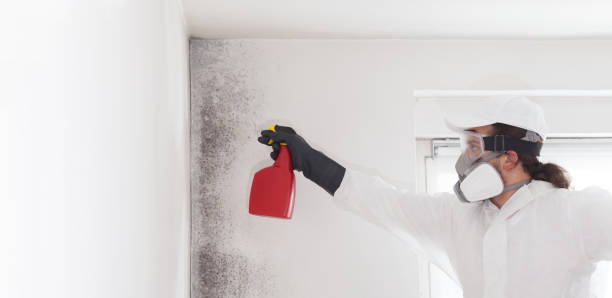 Best Black Mold Removal  in Laurel Park, NC