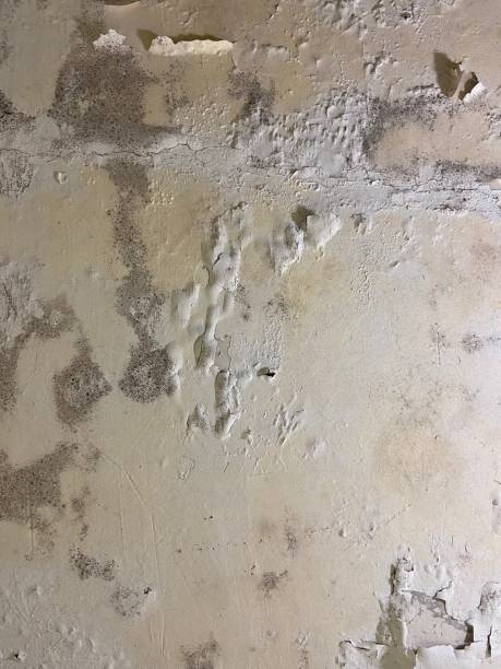 Best Mold Damage Repair  in Laurel Park, NC