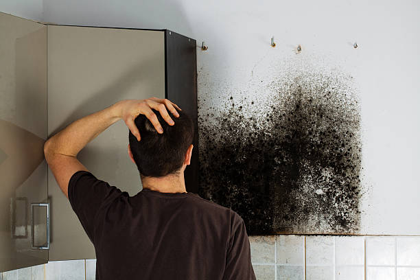 Best Mold Remediation  in Laurel Park, NC
