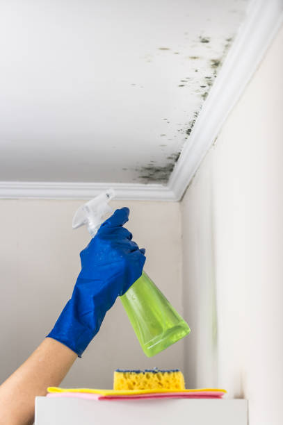 Office Mold Removal Services in Laurel Park, NC
